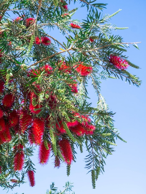 Flor de pincel de garrafa chorando contra o céu azul Callistemon Viminalis