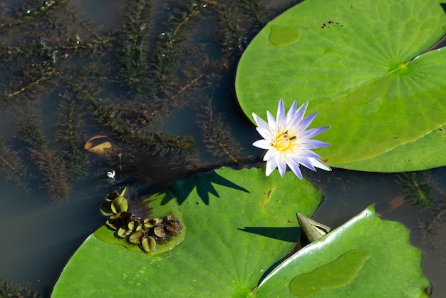 Flor de planta aquática desabrochando e mostrando toda sua beleza em um lago no brasil, foco seletivo.