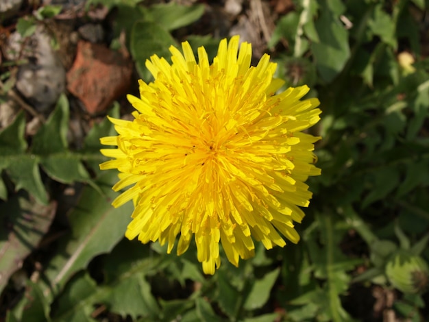 Flor de planta dente de leão (Taraxacum officinale)