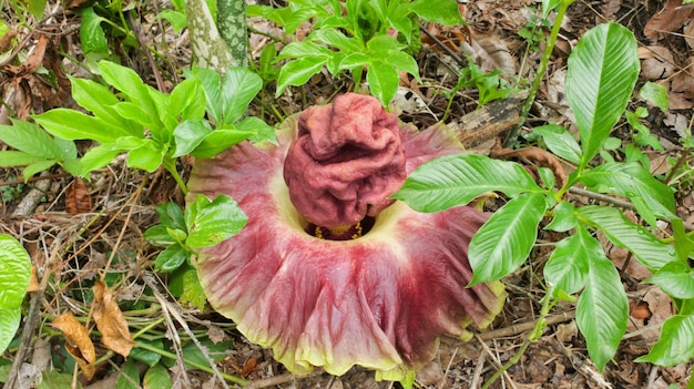 flor de planta konjac. planta konjac ou Amorphophallus konjac