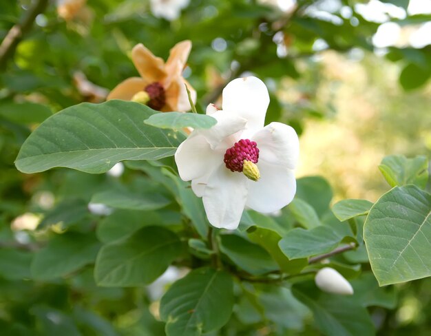 Flor de planta linda magnólia no parque primavera.