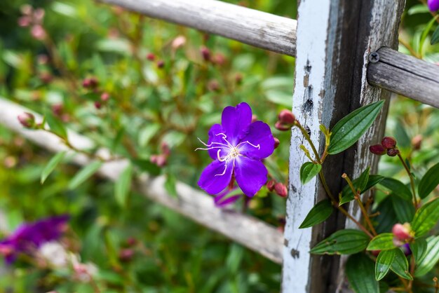 Flor de Pleroma urvilleanum crescendo em Da Lat no Vietnã