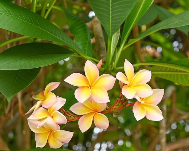 Flor de Plumeria flor rosa amarela Flor de Plumeria com jardim natureza flor de fundo ' Hawai em calma veiw