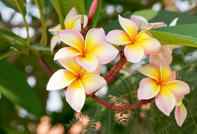 Flor de plumeria no fundo do céu azul