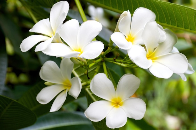 Flor de Plumeria ou flor de Frangipani de cor branca e amarela no fundo desfocado no jardim.