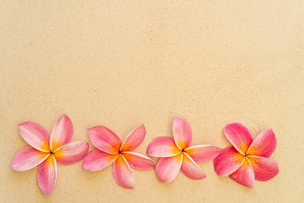 Flor de plumeria rosa ou flor de frangipani no fundo da praia de areia Copiar espaço