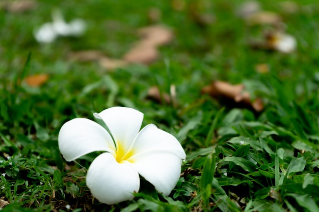 Flor de plumeria