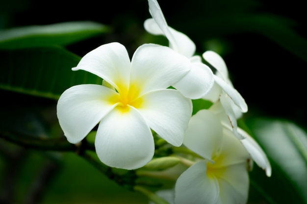 Flor de plumeria