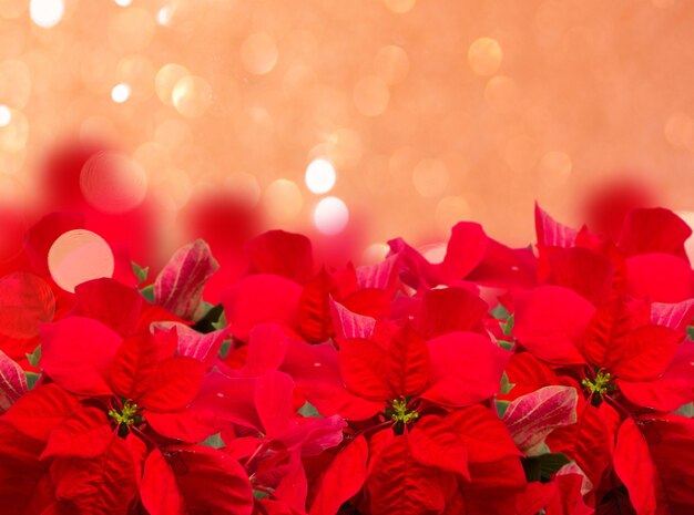 Flor de poinsétia escarlate ou borda de estrela de Natal em um fundo rosa festivo