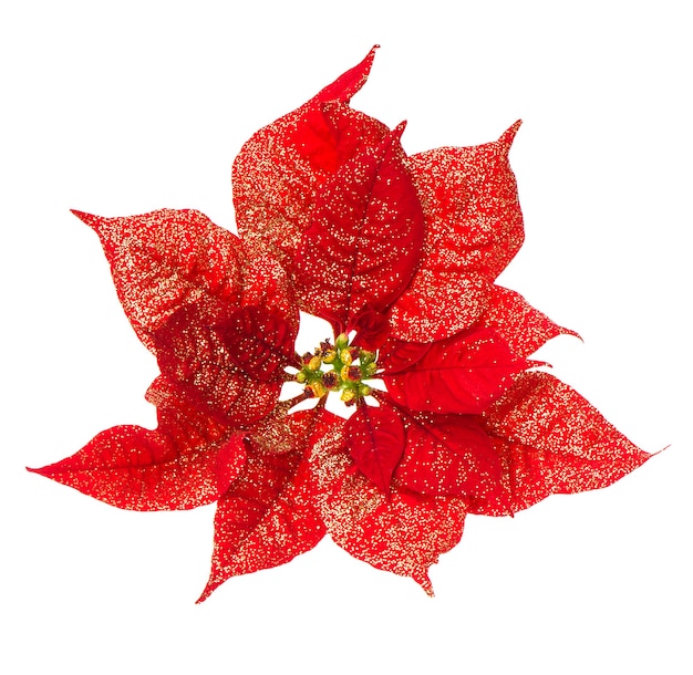 Flor de poinsétia vermelha. flor de natal com decoração dourada isolada no fundo branco