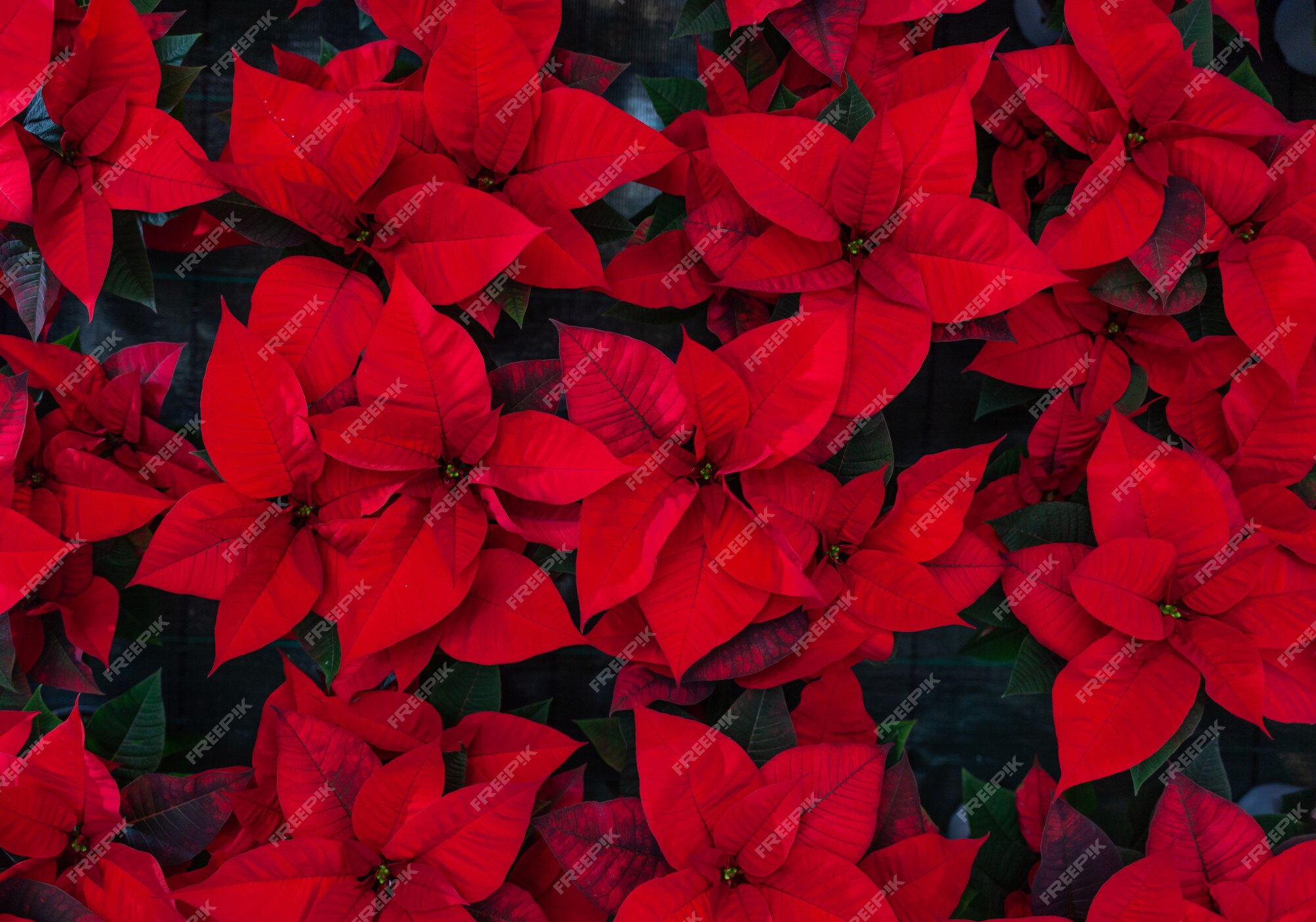 Flor de poinsétia vermelha, também conhecida como estrela de natal ou  estrela de bartolomeu. | Foto Premium