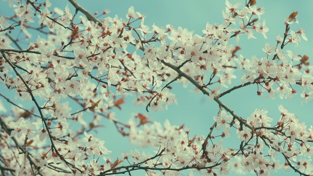 Foto flor de primavera ameixa cereja flores em galhos na manhã de primavera flor de jardim no verão e primavera
