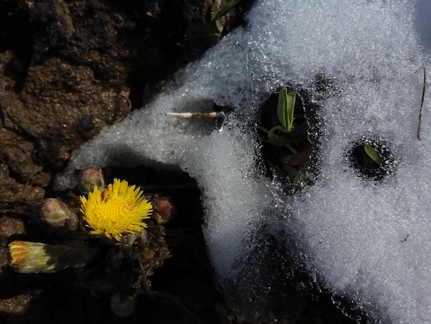 Foto flor de primavera coltsfoot na neve branca derretendo depois do inverno planta medicinal com uma cabeça amarela