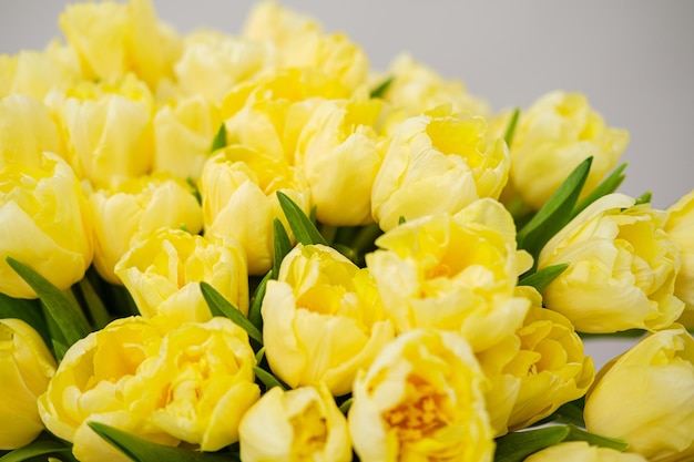 Flor de primavera de fundo de tulipa amarela floral closeup