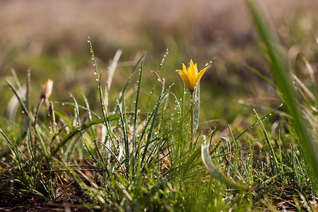 Flor de primavera de Gagea lutea ou cebolas de ganso fechadas gotas de água amarelas StarOfBethlehem