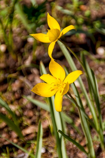 Foto flor de primavera de narciso e narciso