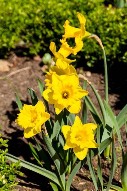 Flor de primavera de narciso e narciso