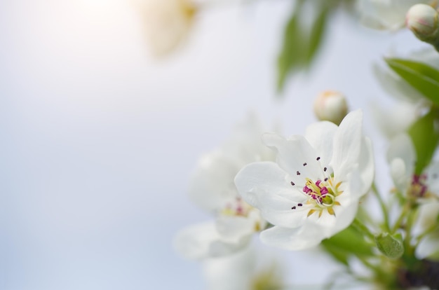 Flor de primavera de pêra e botão na árvore