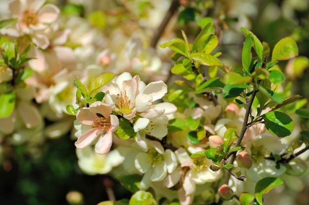 Flor de primavera: galho de uma árvore florescendo no fundo do jardim