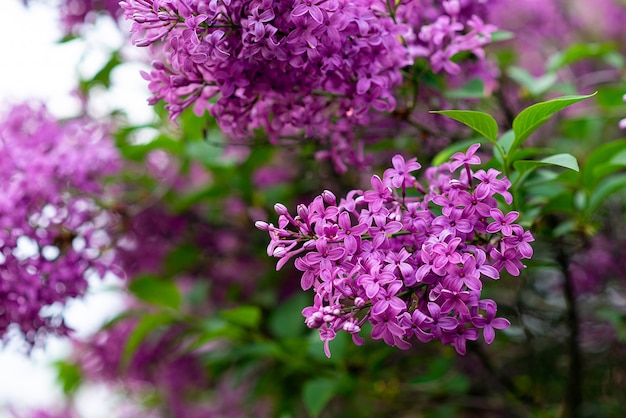 Flor de primavera jardim lilás. árvore floresce no verão. flores roxas