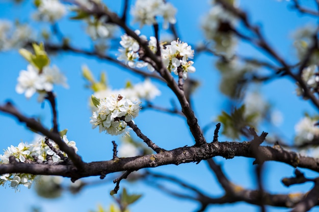 Flor de primavera. Árvore de flores. Impressão de primavera. Galho de árvore de maçã. Flor de maçã