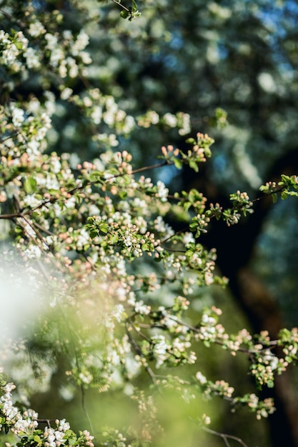Flor de primavera. Árvore de flores. Impressão de primavera. Galho de árvore de maçã. Flor de maçã