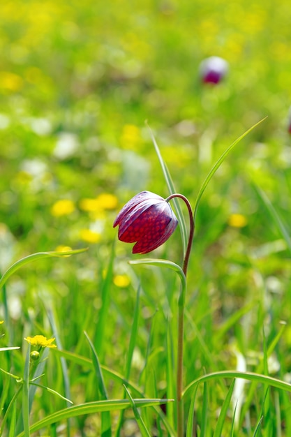 Flor de primavera tulipa de flores silvestres na natureza linda flor  selvagem vermelha natural fritillaria montana | Foto Premium