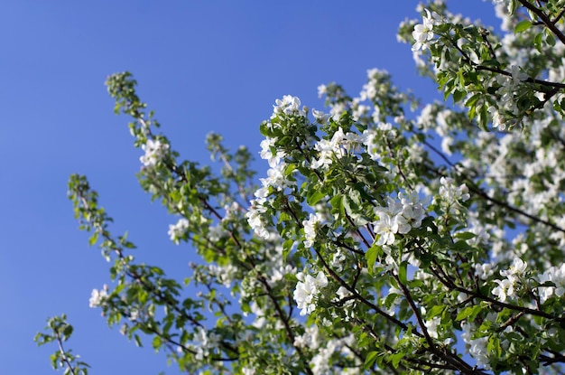 flor de primavera