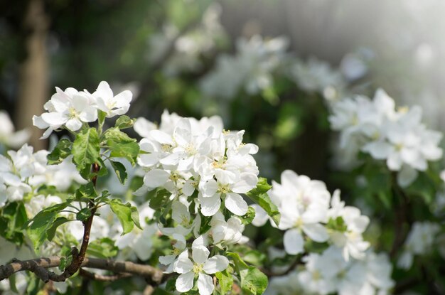 flor de primavera