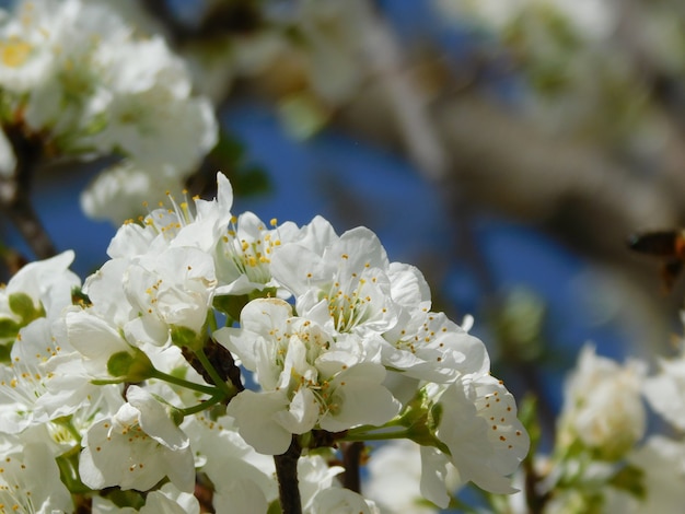 Flor de primavera