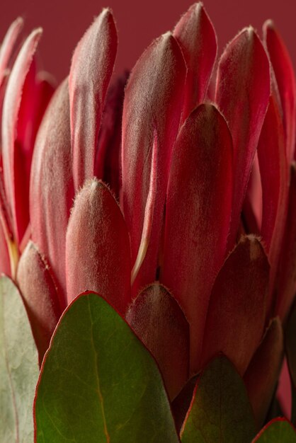 Flor de protea rosa em fundo rosa.