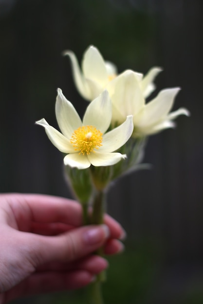 Flor de pulsatila amarela em mãos