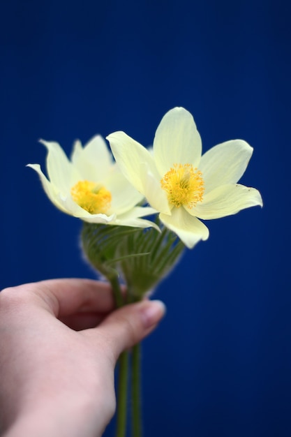 Flor de pulsatila amarela em mãos