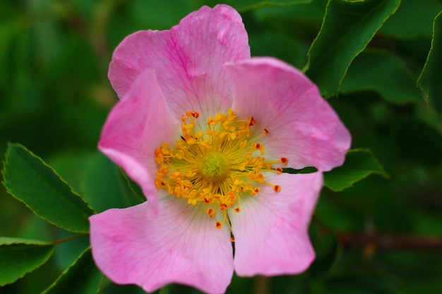 Flor de quadril rosa rosa no verão.