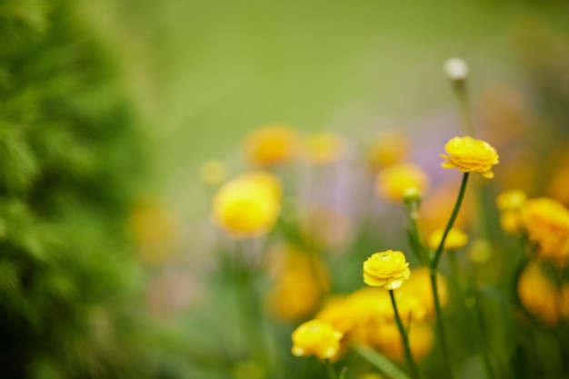 Flor de ranúnculo amarelo florescendo em dia ensolarado
