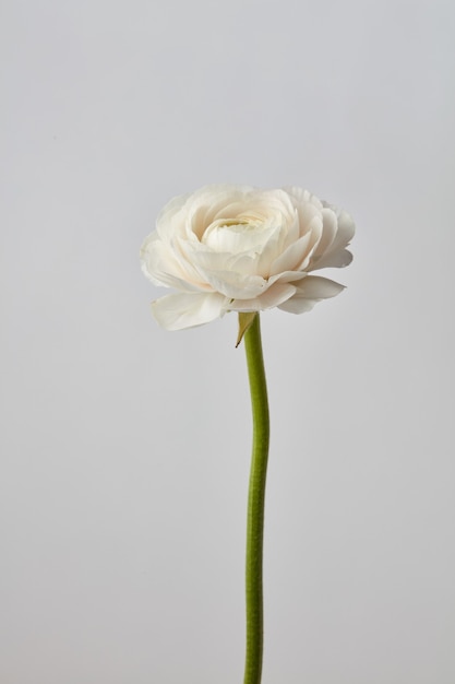 flor de ranúnculo branco lindo em uma flor de fundo cinza isolada em um fundo cinza, dia dos namorados, dia das mães