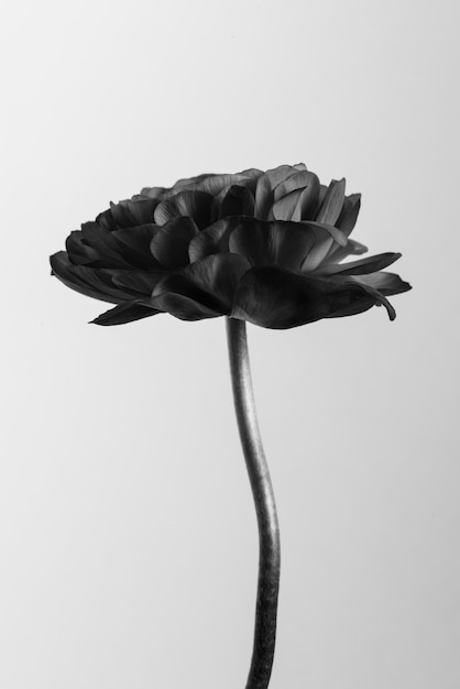 Flor de ranúnculo monótona