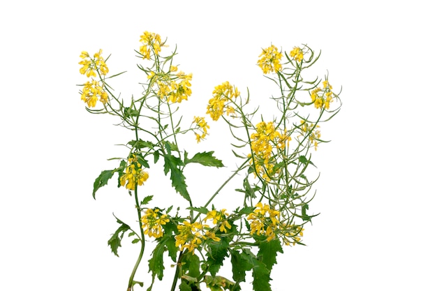 Flor de Rapaseed (Brassica napus)