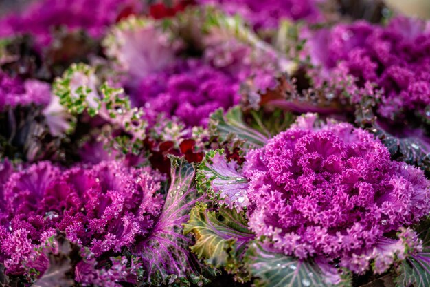 Flor de renda roxa de repolho decorativa fechada com foco seletivo de gotas de orvalho