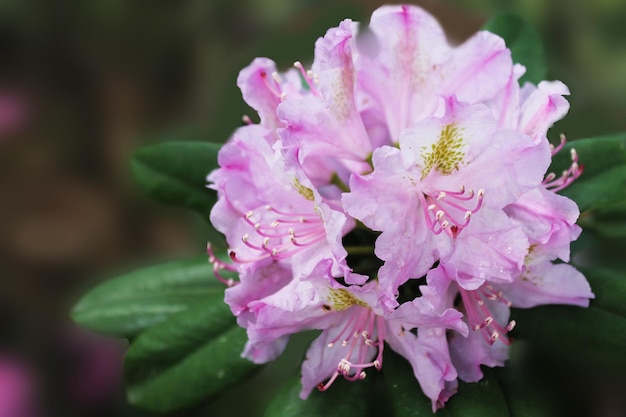 Flor de rhodendron rosa escondida à sombra de folhas verdes molhadas