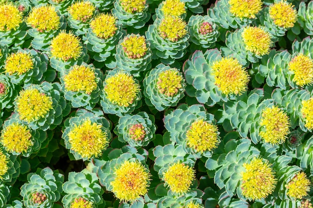 Flor de rhodiola rosea na primavera em um dia ensolarado. fundo verde bonito