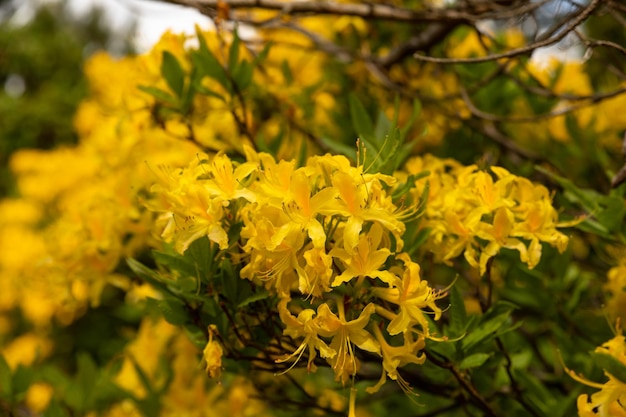 Flor de rododendro amarelo no jardim da primavera turva o fundo da natureza