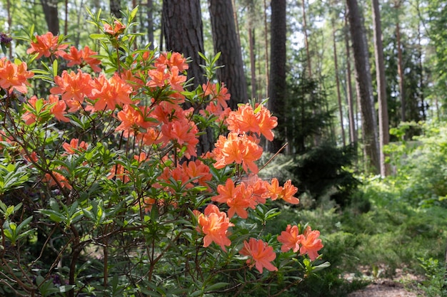 Foto flor de rododendro