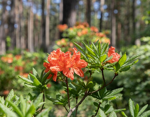 Foto flor de rododendro