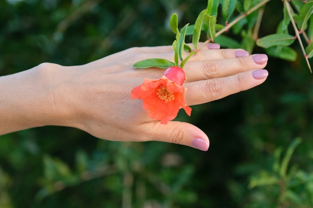 Flor de romã bonita na mão da mulher, planta a romã ao ar livre.