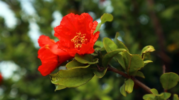 Flor de romã linda laranja vermelha fechada contra céu azul e folhas verdes Flor de verão