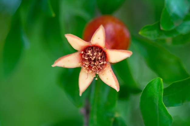 Flor de romã no jardim