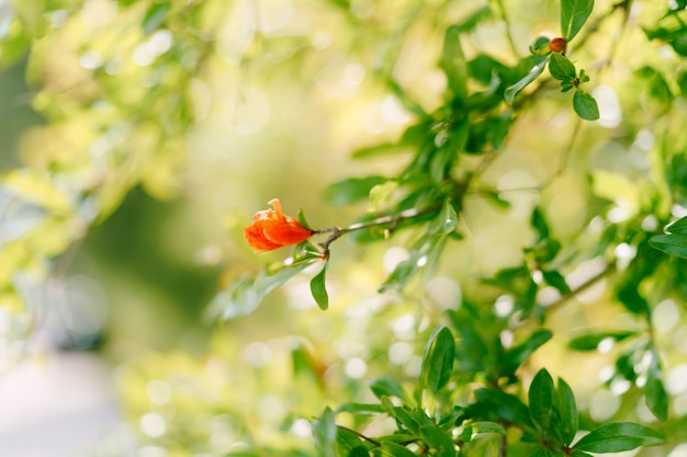 Flor de romã vermelha em um galho de árvore