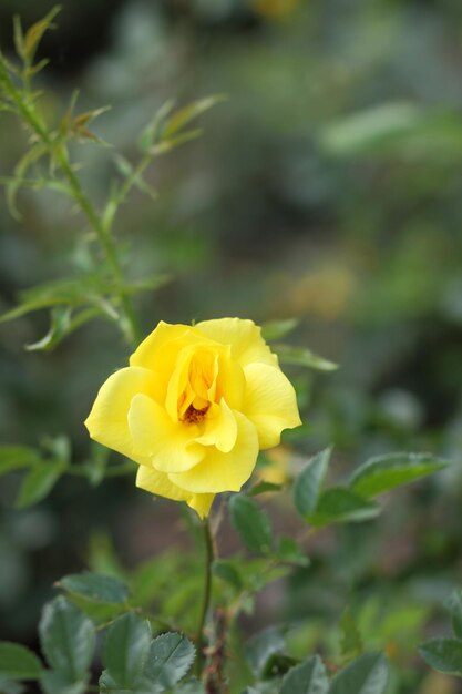 Flor de rosa amarela em flor na planta de rosa Lindo arbusto de rosas amarelas em um jardim de primavera Fechamento de uma rosa amarela