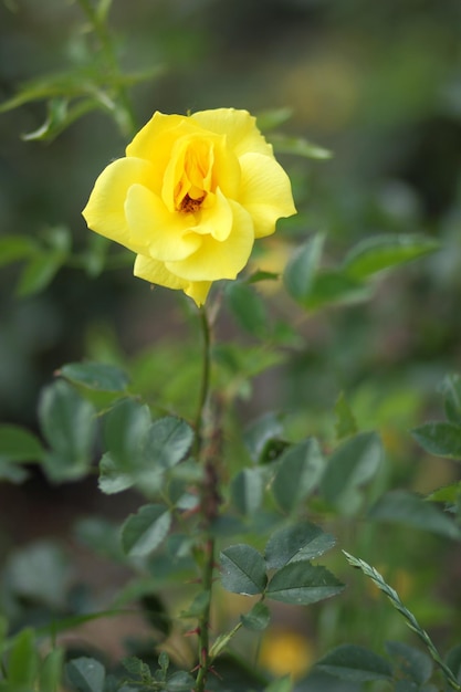 Flor de rosa amarela em flor na planta de rosa Lindo arbusto de rosas amarelas em um jardim de primavera Fechamento de uma rosa amarela